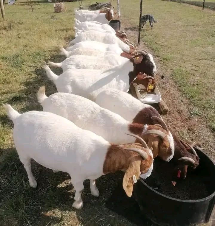 Boer Goats